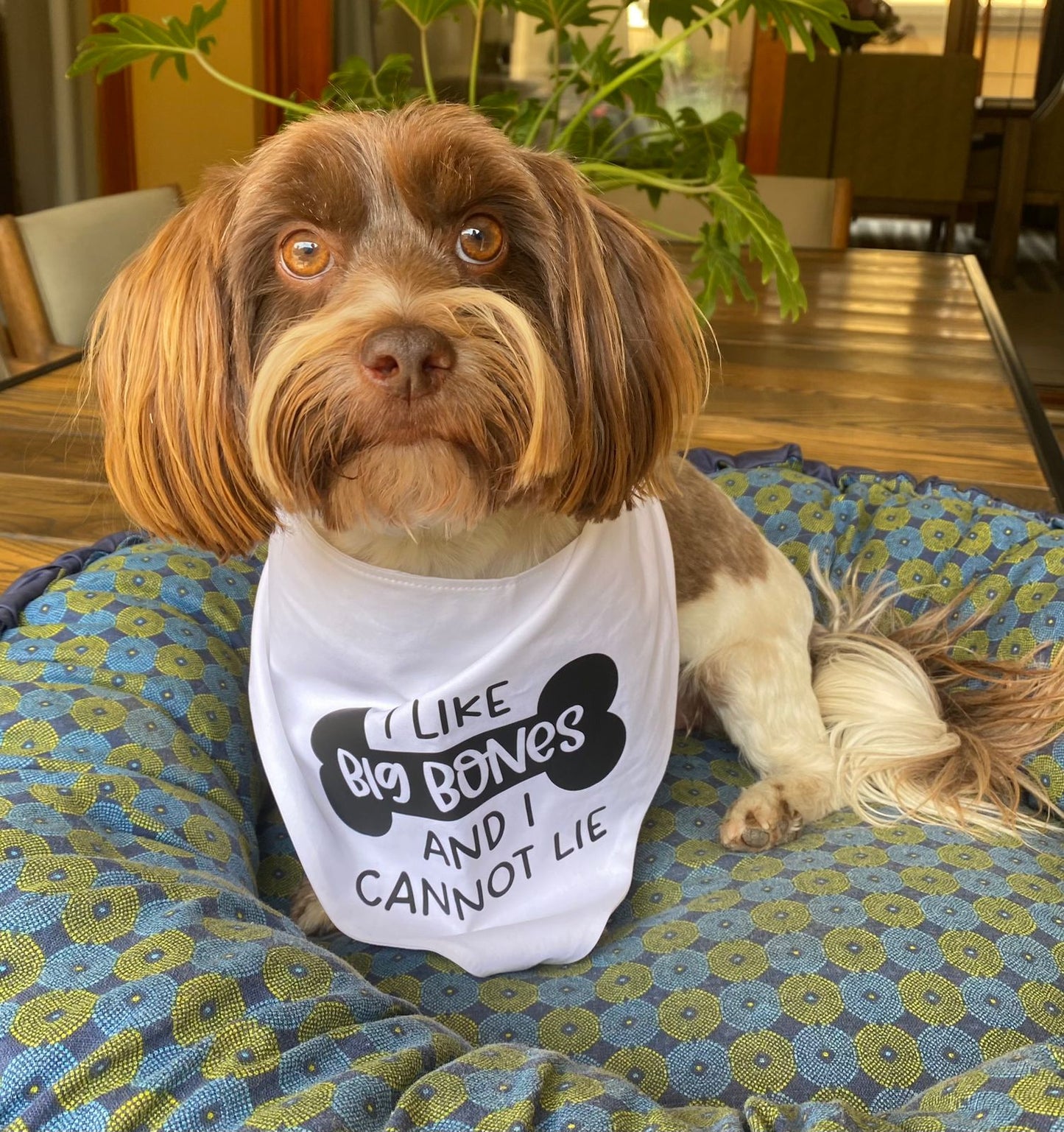 Pet Bandanas - Fits onto collar for cats or dogs