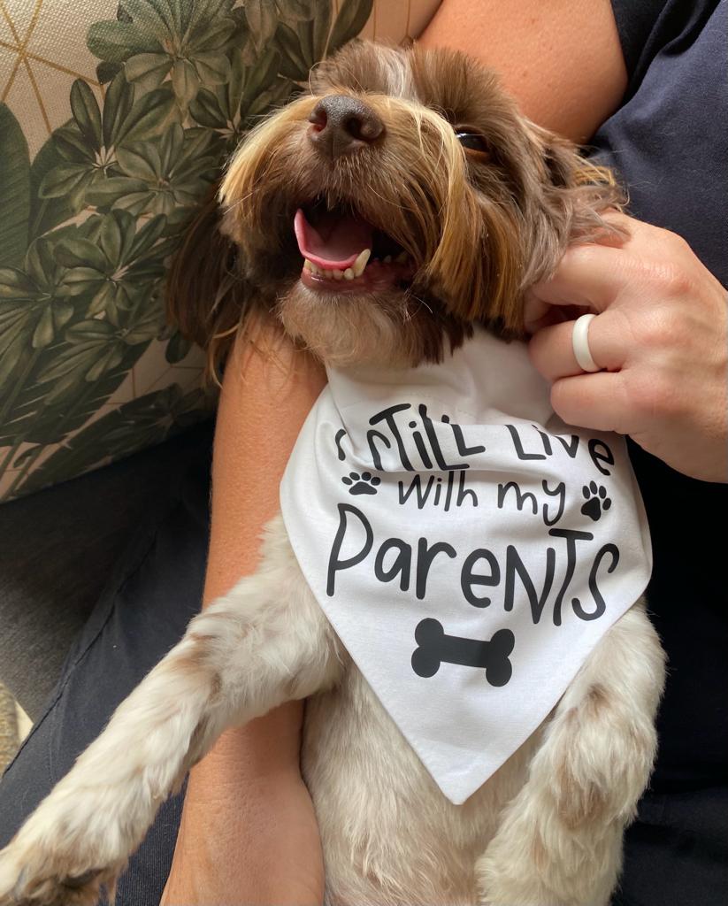 Pet Bandanas - Fits onto collar for cats or dogs