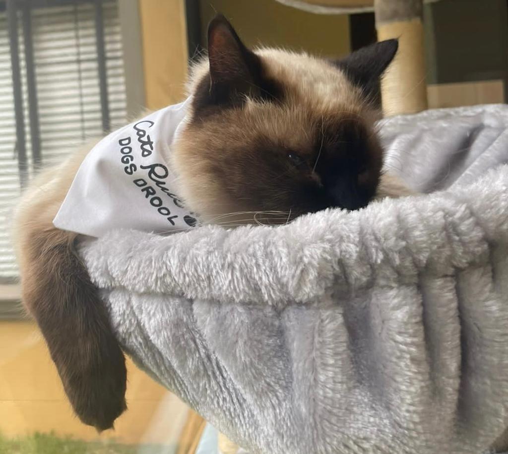 Pet Bandanas - Stand alone with snap closure for cats or dogs